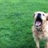 Susayan köpeğin imtihanı
