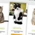 Ev kredisi alana kedi hediye Ev kredisi alana kedi hediye