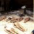 Suriye'de '104 bin kişi işkence edilerek öldürüldü'