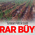 Tarlaları Petrol Bastı! Zarar Büyük