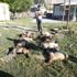 Van da köpeklerin saldırdığı 12 kuzu telef oldu