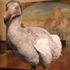 Dodo nedir Dodo nedir