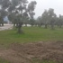 Jeotermal için zeytin ağaçlarını kestiler
