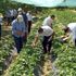 Kale de Çilek yaygınlaşıyor Kale de Çilek yaygınlaşıyor