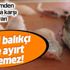 Balıkçıların korkulu rüyası balon balığı! Tezgahlarda “mezgit” diye satılıyor Balıkçıların korkulu rüyası balon balığı! Tezgahlarda “mezgit” diye satılıyor