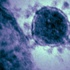 Tayland'da ilk MERS vakası