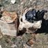 Bitlis'te terör operasyonu: 60 kg patlatıcı imha edildi Bitlis'te terör operasyonu: 60 kg patlatıcı imha edildi