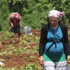 Fiyatı uçtu, tarlalara akın ettiler