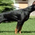 Uçak bileti için köpeğini boğarak öldürdü Uçak bileti için köpeğini boğarak öldürdü