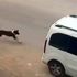 Köpeği ezen sürücüye 1097 lira ceza kesildi