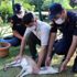 Mehmetçikten yaralı yavru karacaya şefkat eli Mehmetçikten yaralı yavru karacaya şefkat eli