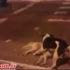 Köpek insanlık dersi verdi