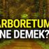 Arboretum ne demek? Arboretum nedir | Hadi 18 Ağustos İpucu cevabı Arboretum ne demek? Arboretum nedir | Hadi 18 Ağustos İpucu cevabı
