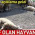 Valilikten kritik şarbon açıklaması: Telef olan hayvanlarda şarbon yok Valilikten kritik şarbon açıklaması: Telef olan hayvanlarda şarbon yok