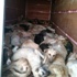 Kamyon kasasından onlarca ölü köpek bulundu