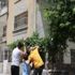 Arılar bina girişindeki ağaca yuva yaptı vatandaşlar paniğe kapıldı Arılar bina girişindeki ağaca yuva yaptı vatandaşlar paniğe kapıldı
