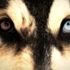 İki gözü farklı köpekleri görenler şaşkınlık içinde ... İki gözü farklı köpekleri görenler şaşkınlık içinde ...