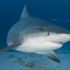 ABD'de hamile bir kadın eşini köpekbalığı saldırısından kurtardı