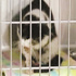 9 canlı kedi mezardan çıktı 9 canlı kedi mezardan çıktı