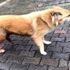 Sarıyer de vicdansız sürücünün köpeğe çarpıp kaçtığı ...