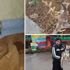 Araba çarpan yaralı yavru tilki tedavi altında