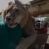 Safari parkındaki aslanın cana yakınlığı
