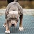 Pitbull'a gasp şüphelisine 'silahlı yağma'dan dava açıldı Pitbull'a gasp şüphelisine 'silahlı yağma'dan dava açıldı