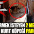 Eve girmek isteyen 2 metrelik yılanı Kurt köpeği parçaladı Eve girmek isteyen 2 metrelik yılanı Kurt köpeği parçaladı