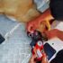 Ağzına çelik halka sıkışan köpeğin imdadına AFAD yetişti Ağzına çelik halka sıkışan köpeğin imdadına AFAD yetişti