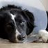 Hasta köpeği için hastalık izni aldı Hasta köpeği için hastalık izni aldı