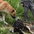Caniler köpekleri zehirlediler!