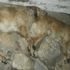 Tarım ilacı verilen 2 köpek telef oldu Tarım ilacı verilen 2 köpek telef oldu