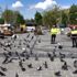 Trafik polisleri sokağa çıkma kısıtlamasında güvercinleri ...