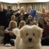 Aile fotoğrafını mahveden köpekler Aile fotoğrafını mahveden köpekler