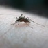 Zika virüsüyle mücadele