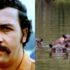 Kolombiyalı uzmanlar, Pablo Escobar'ın yasa dışı ithal ettiği 'kokain su aygırlarının' öldürülmesini istiyor Kolombiyalı uzmanlar, Pablo Escobar'ın yasa dışı ithal ettiği 'kokain su aygırlarının' öldürülmesini istiyor