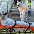 Ebola virüsünden 8 bin kişi öldü