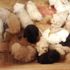 Edirne'de ele geçirildi! Terrier cinsi 23 yavru köpek