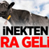 İnekten Kira Geliri