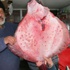 Balıkçıların ağına 12 kiloluk kalkan balığı takıldı Balıkçıların ağına 12 kiloluk kalkan balığı takıldı