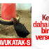 Yerli tavuk: ATAK-S Yerli tavuk: ATAK-S
