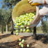 Ulusal Zeytin ve Zeytinyağı Konseyi'nin bu yılki raporu açıklandı: İklim değişikliği zeytini vurdu