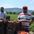 Kırmızı altın da hasat zamanı