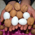 Yumurta gibi ceviz!