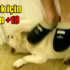 Kendi köpeklerine bunu yaptılar