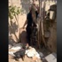 Kediye köpeklere parçalattı 2 bin lira ceza aldı Kediye köpeklere parçalattı 2 bin lira ceza aldı