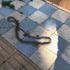 Dükkanda bulunan 1.5 metrelik yaralı yılan görenleri hayrete düşürdü