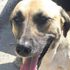 Kahraman köpek sapığın elinden çocuk kurtardı