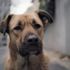 İstanbul sokaklarındaki köpeklere odaklanan 'Stray' belgeselinden ilk fragman