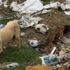 Bilecik'te ölüme terk edilen köpekler tek tek ölüyor